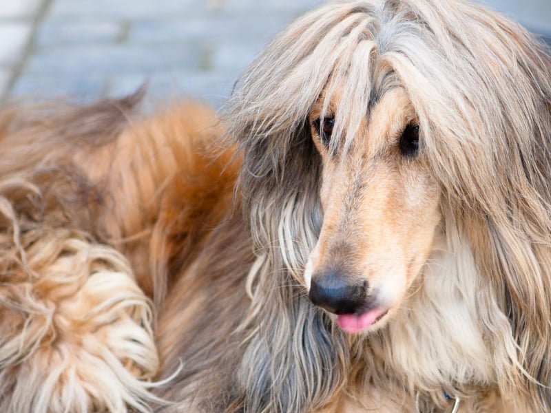 Now onto the dogs most likely to flunk obedience classes and ignore your every command. The Afghan hound may be elegant and loving, but it can be a nightmare to train. The American Kennel Club describes it as "the challenge of training an independent hound" that has a habit of being "aloof". Positive reinforcement (in other words, plenty of treats) is your best chance of getting this breed to sit and stay.