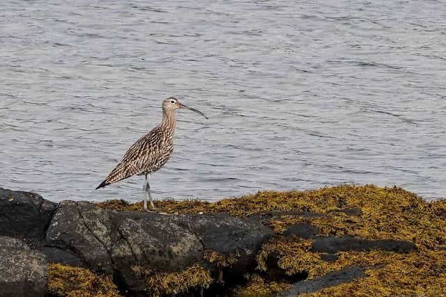 Curlews are in rapid decline in Scotland. Picture: Graeme Stark