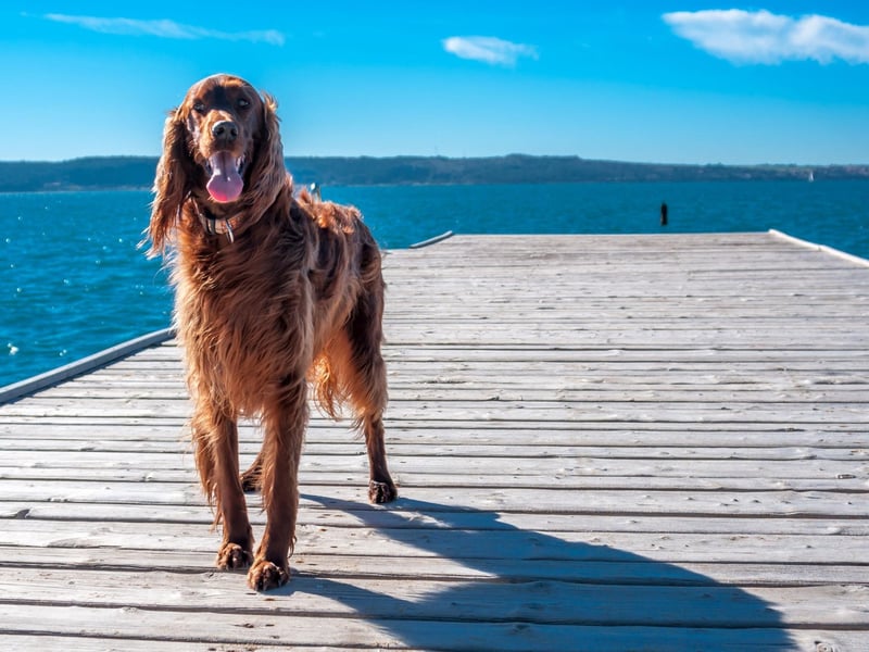 The Irish Setter has such energy levels that it finds it difficult to concentrate on training for more than a short period of time. They also take longer than most breeds to mature, so will also retain their puppish naughtiness for longer.