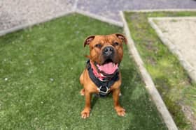 The centre is currently caring for 22 dogs and 26 cats (Scottish SPCA)