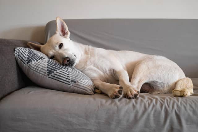 Dogs love curling up on a couch - but don't expect them to clean up after themselves.
