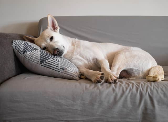 Dogs love to curl up on a couch, but don't expect them to clean themselves up.