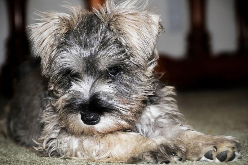 Originally bred by German farmers to hunt rats and other vermin, the Miniature Schnauzer is now more at home curled up on a couch. There were 5,849 new puppies registered in 2021.