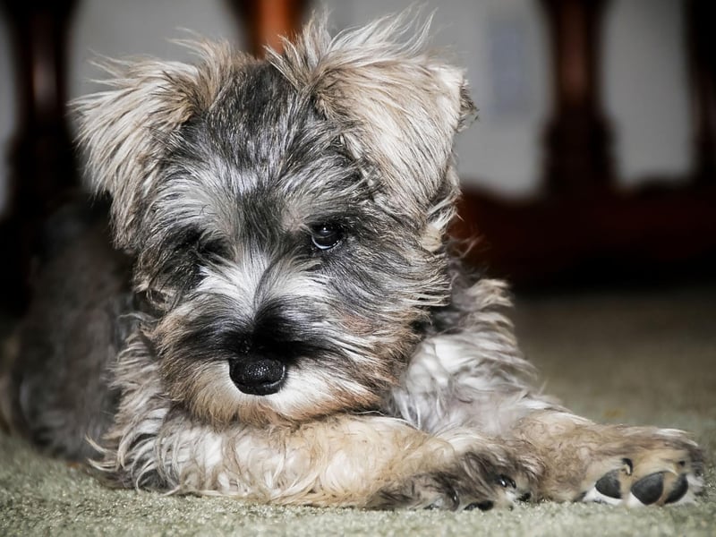 Originally bred by German farmers to hunt rats and other vermin, the Miniature Schnauzer is now more at home curled up on a couch. There were 5,849 new puppies registered in 2021.