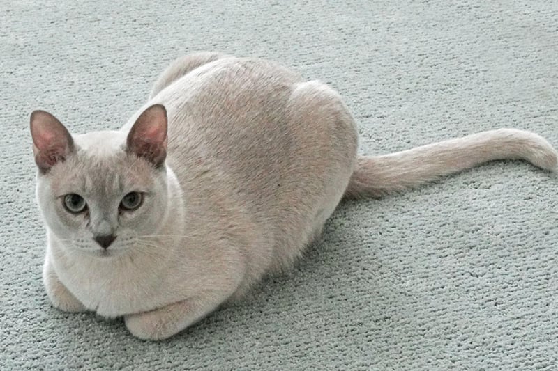 A very vocal breed, the Tonkinese will converse with you and love to play with interactive toys.