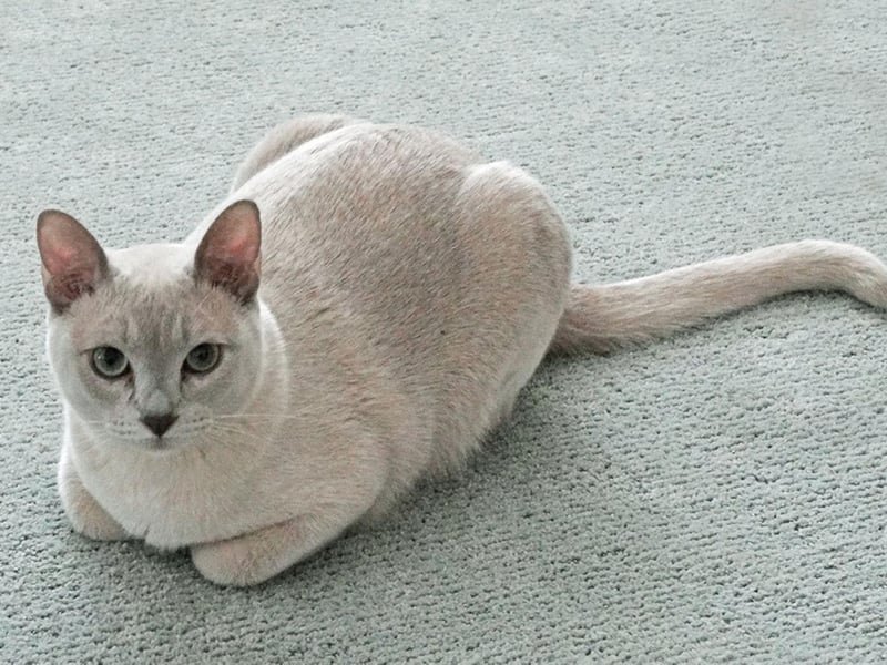 A very vocal breed, the Tonkinese will converse with you and love to play with interactive toys.