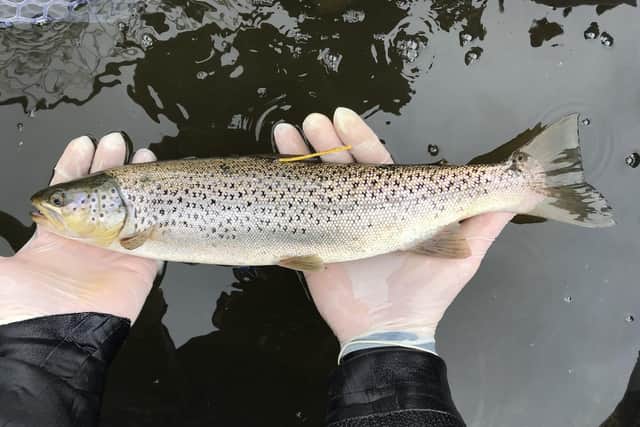 Skye and Lochalsh Rivers Trust secured £25,729 to purchase technological equipment that will enable tracking studies of adult sea trout