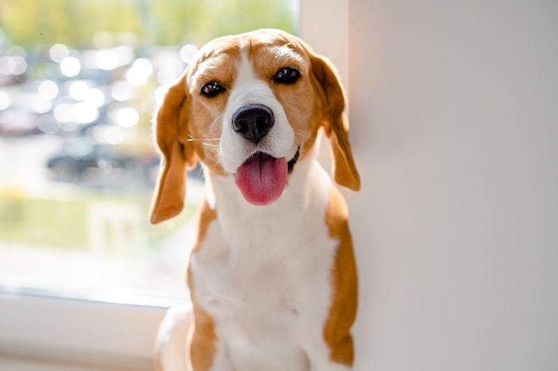 The American Kennel Club describes the Beagle as "happy-go-lucky, merry, and friendly" and their naturally smiley faces reflect their usual mood. When they are happy, like most dogs, they will wag their tail - but when a Beagle is really happy they will wiggle their entire body.