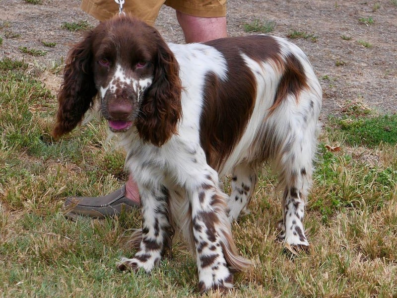 There are few breeds that are more eager to please than the English Springer Spaniel. They are cheerful and affectionate and like to stick close to their owner.
