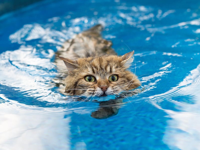The Siberian cat breed is a really gorgeous breed that offers lots of energy and plenty of love. They have one of the fluffiest tails in the cat kingdom too!