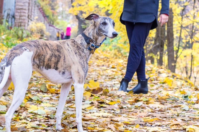 Greyhounds are lazier than they look and love nothing more than curling up with their owner on the couch after accompanying them on a jog. They can be left alone for a few hours and if you take in one of the many retired greyhounds looking for a home you will have a loyal friend for life.