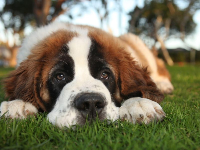 Saint Bernards are gentle giants - hence them being known as 'nanny dogs' - but their sheer stature makes them unsuitable to be around small children - who they can easily knock over by accident.