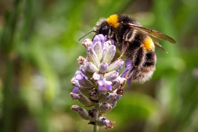 Bees are therapeutic