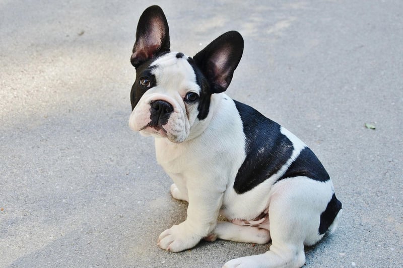 What is the case with the Bulldog is usually also the case for their smaller cousin the French Bulldog - and that's true of their swimming prowess. As well as their flat faces, their barrel-shaped bodies and relatively short legs mean they'll not be leaping into the sea soon.