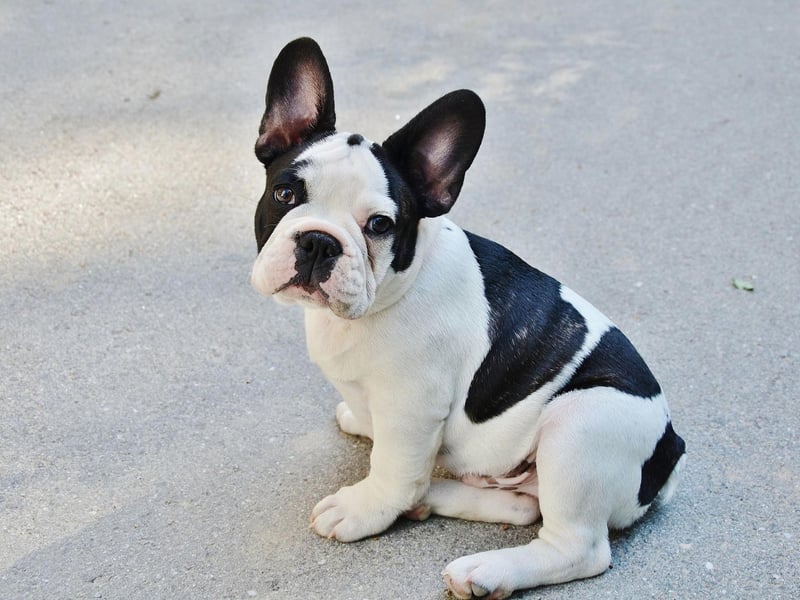 What is the case with the Bulldog is usually also the case for their smaller cousin the French Bulldog - and that's true of their swimming prowess. As well as their flat faces, their barrel-shaped bodies and relatively short legs mean they'll not be leaping into the sea soon.