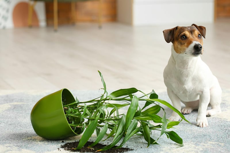 Nearly a quarter of owners (23 per cent) have reported clumsy pups knocking everything from pot plants to ornaments off tables and shelves. Waggy tails can be a particular danger for items on coffee tables.