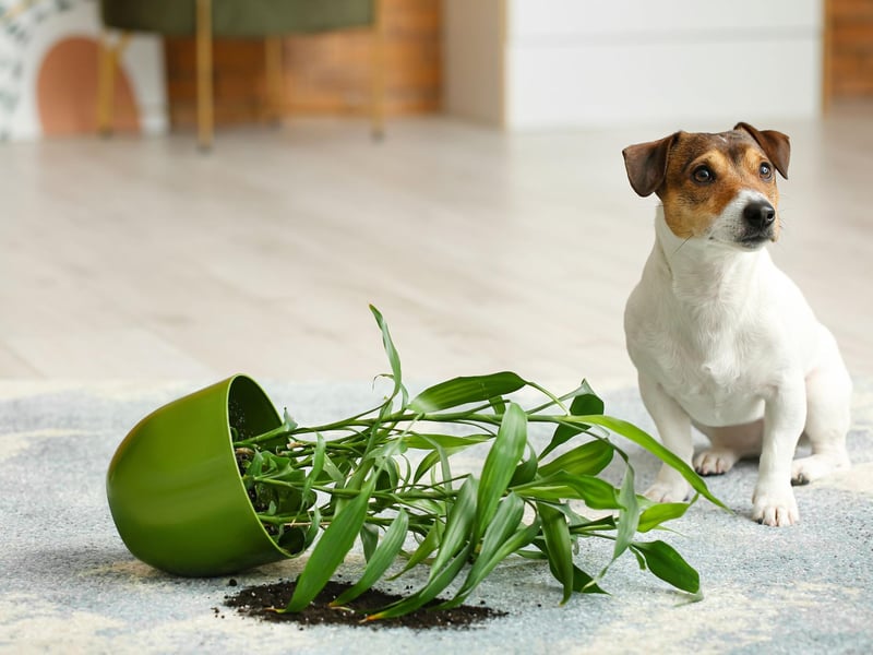 Nearly a quarter of owners (23 per cent) have reported clumsy pups knocking everything from pot plants to ornaments off tables and shelves. Waggy tails can be a particular danger for items on coffee tables.