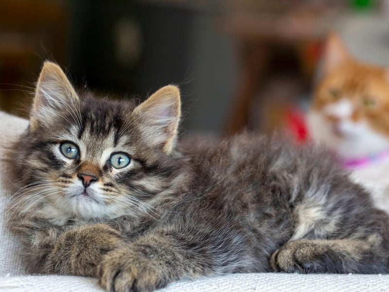 The third most expensive breed to cat to insure is the Tabby Longhair - with an average annual cost of £309.24.