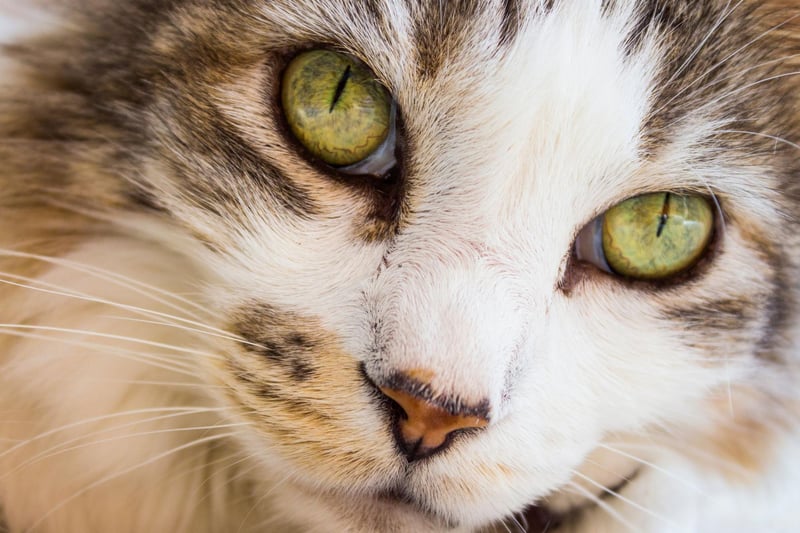 A Pixiebob cat breed can be taught you walk on a leash. They are very calm, composed and intelligent breeds.