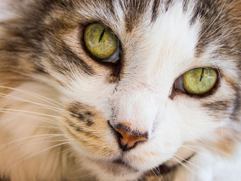 A Pixiebob cat breed can be taught you walk on a leash. They are very calm, composed and intelligent breeds.
