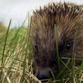 Hedgehogs are classed as vulnerable to extinction in Scotland, according to the Mammal Society (Picture: Andrew Milligan/PA)