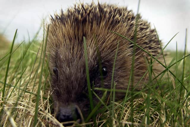 Hedgehogs are classed as vulnerable to extinction in Scotland, according to the Mammal Society (Picture: Andrew Milligan/PA)