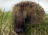Hedgehogs are classed as vulnerable to extinction in Scotland, according to the Mammal Society (Picture: Andrew Milligan/PA)