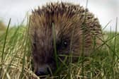 The relocation of the small spiny animals is to protect the island’s ground-nesting birds. 