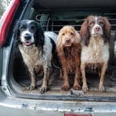 Dogs love getting muddy but it can mean that both they and their possessions often need a good clean - a few simple tips can help you keep your dog spick and span.
