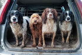 Dogs love getting muddy but it can mean that both they and their possessions often need a good clean - a few simple tips can help you keep your dog spick and span.