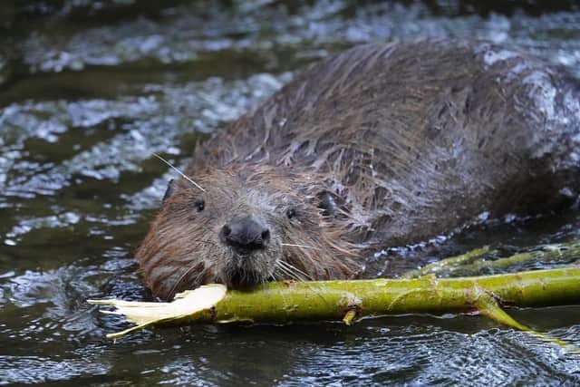 Trees for Life is to apply for a Scottish Government licence to reintroduce beavers to Glen Affric following extensive community consultation