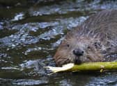 Trees for Life is to apply for a Scottish Government licence to reintroduce beavers to Glen Affric following extensive community consultation