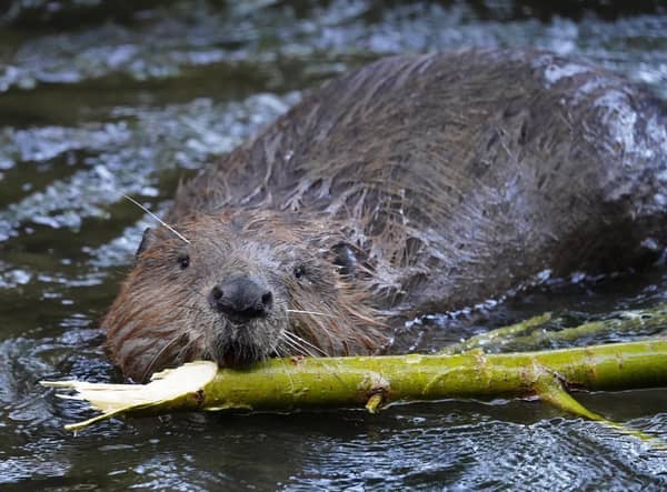 Trees for Life is to apply for a Scottish Government licence to reintroduce beavers to Glen Affric following extensive community consultation