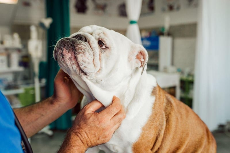 English Bulldogs struggle with the same flat-face issues as the smaller Pug (and their close cousins the French Bulldog). They also can become obese quite easily, can suffer from allergies and commonly get skin infections in their skin folds.