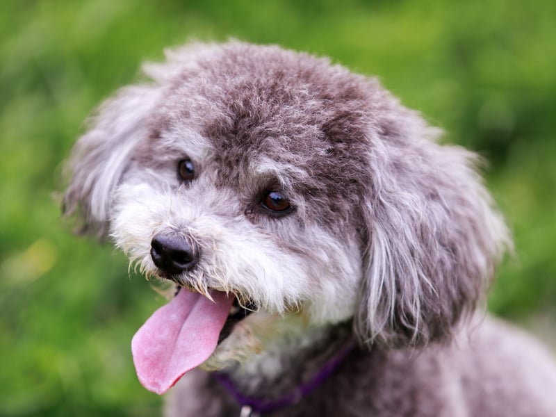 It's hard to think of a more adorable small corssbreed that the Schnoodle - a mix of a Poodle and a Miniature Schnauzer.