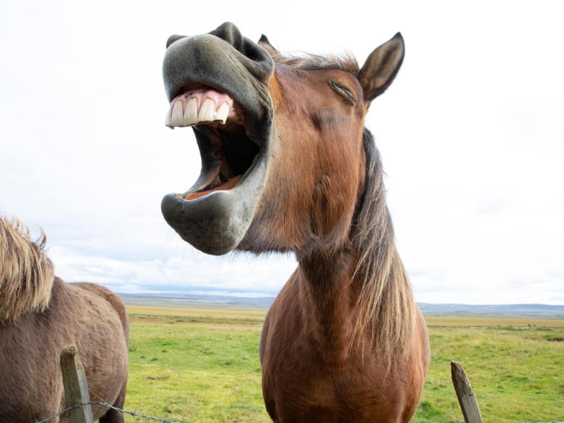 Scotland is a country well-known for its sense of humour, even to the point where some visitors may be confused or shocked at what we laugh about. Rest assured, our comedic ways are just a part of our culture which is known for being friendly.