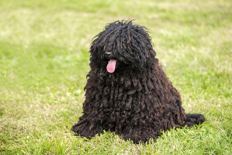 The Puli is a Hungarian herding dog that has a thick corded coat that requires long periods of grooming to prevent its fur from becoming matted. If you are willing to put the time and effort in though, they make wonderful family pets.