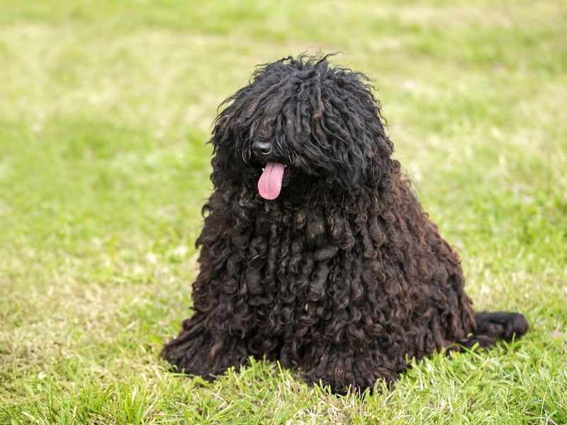 The Puli is a Hungarian herding dog that has a thick corded coat that requires long periods of grooming to prevent its fur from becoming matted. If you are willing to put the time and effort in though, they make wonderful family pets.