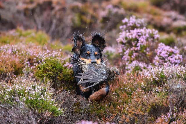 Many people would like to see the shooting of grouse for sport banned entirely (Picture: Jeff J Mitchell/Getty Images)