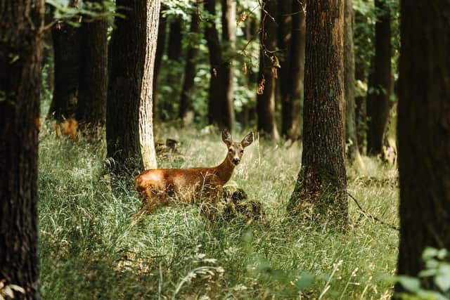 Landowners could soon face a £40,000 fine or three months’ imprisonment if they fail to comply with an instruction to cull deer on their land