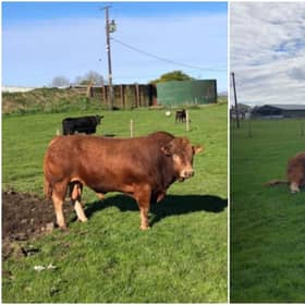 Hazel Laughton, from Chapelton in South Lanarkshire said the electricity outage was caused by “Ron”, a four-year old Limousin bull on her farm. (Credit: Hazel Laughton)