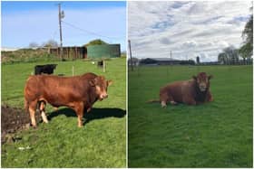 Hazel Laughton, from Chapelton in South Lanarkshire said the electricity outage was caused by “Ron”, a four-year old Limousin bull on her farm. (Credit: Hazel Laughton)