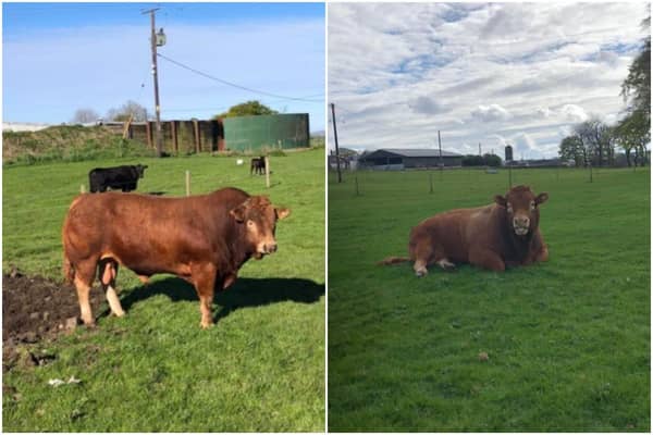 Hazel Laughton, from Chapelton in South Lanarkshire said the electricity outage was caused by “Ron”, a four-year old Limousin bull on her farm. (Credit: Hazel Laughton)