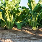 'Sugar beet is at the core of Scotland’s opportunity to develop a sustainable feedstock and compete on the global stage,' says IBioIC. Picture: contributed.