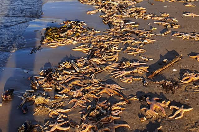 Hundreds of starfish and other sea creatures were washed up on the beach at Culbin Sands, a nature reserve about five miles east of Nairn, in the aftermath of Storm Arwen. Picture: Charlie Maciejewski