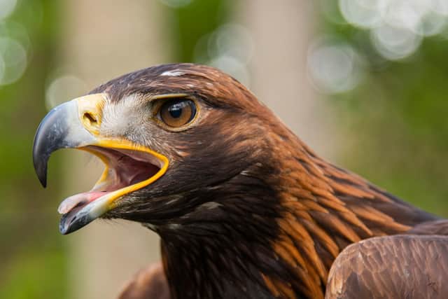 The new Moffat Golden Eagle Festival, led by the pioneering South of Scotland Golden Eagle Project, is the first of its kind in the UK. Photo: Phil Wilkinson