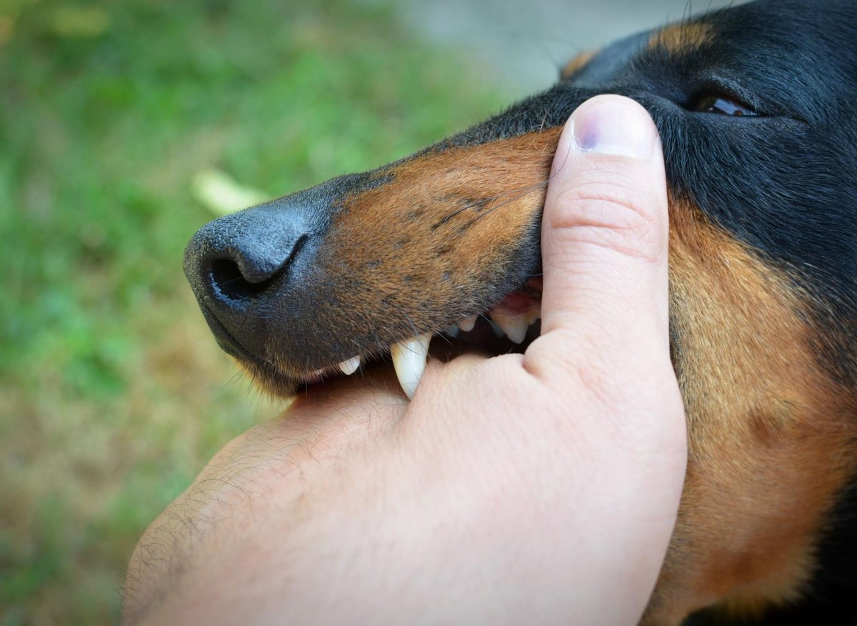 does biting your dog work