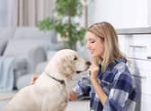 Dogs are an important part of a family.