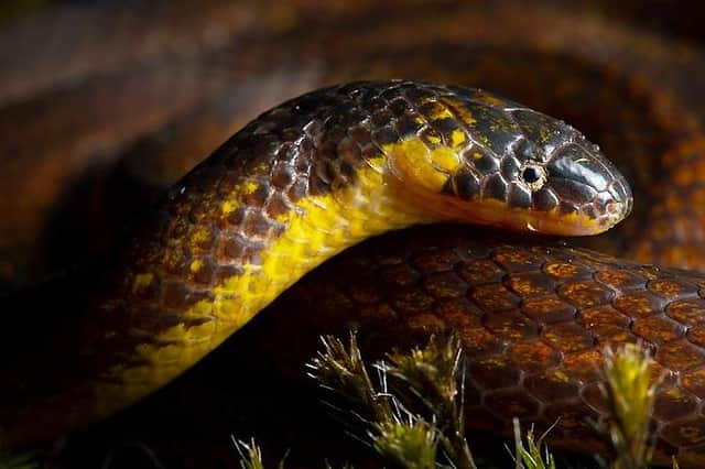 The discovery ground snake was found hiding in a graveyard