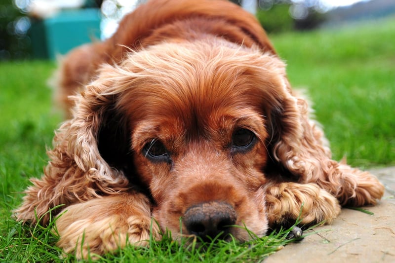 English cocker spaniels are incredibly friendly, with a well-deserved reputation for being affectionate and sociable. Worth keeping in mind, that they are a breed which needs plenty of exercise. So, if you’re taking yours to the office, make sure to take them out a few times during the day, and have a long walk before arriving.